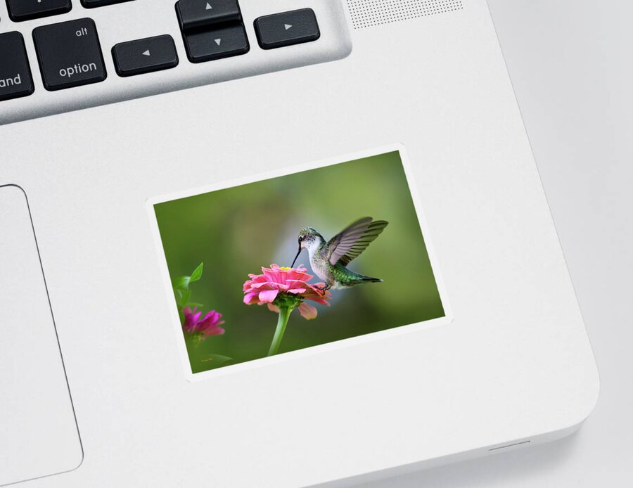 Hummingbird Sticker featuring the photograph Tranquil Joy by Christina Rollo