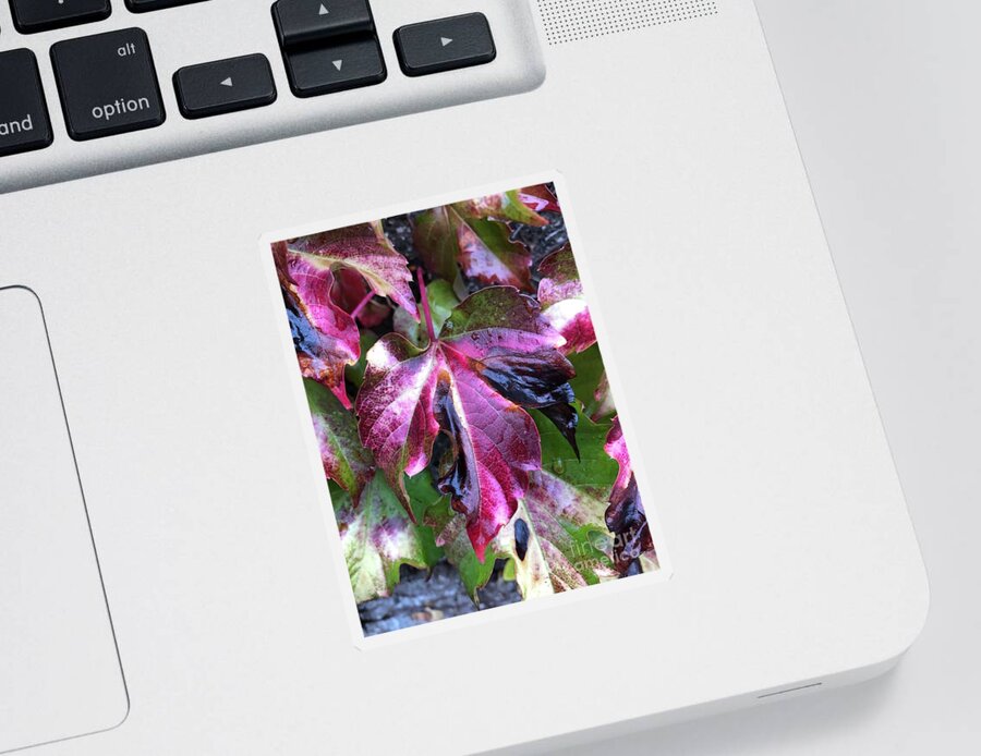 Leaf Sticker featuring the photograph Transformation by Tina Marie