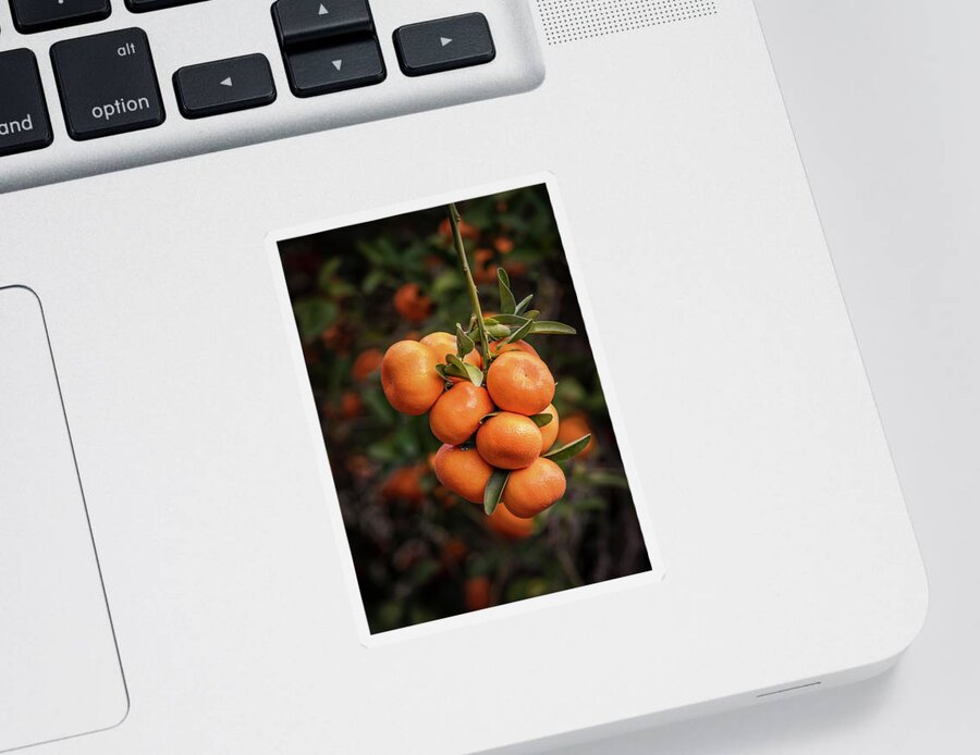 Tangerine Sticker featuring the photograph Tree Branch With Ripe Tangerines by Elvira Peretsman