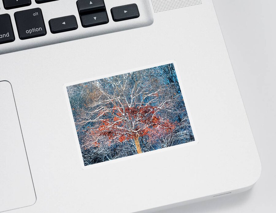 Tree Sticker featuring the photograph Tree of Two Seasons by Janice Drew