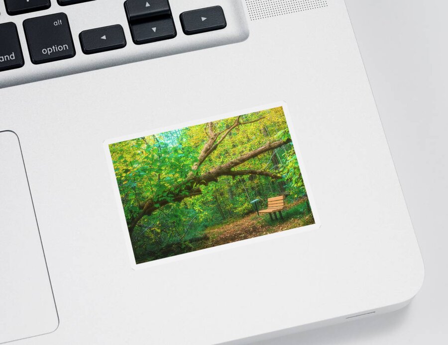 Hassen Sticker featuring the photograph Tree Over Hassen Creek Trail Enchanted by Jason Fink