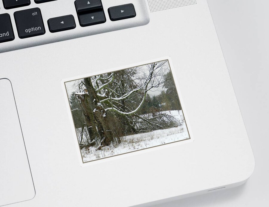 Bending Tree Limbs Sticker featuring the photograph Tree with Snowy Limbs, January, Saratoga County, NY by Lise Winne