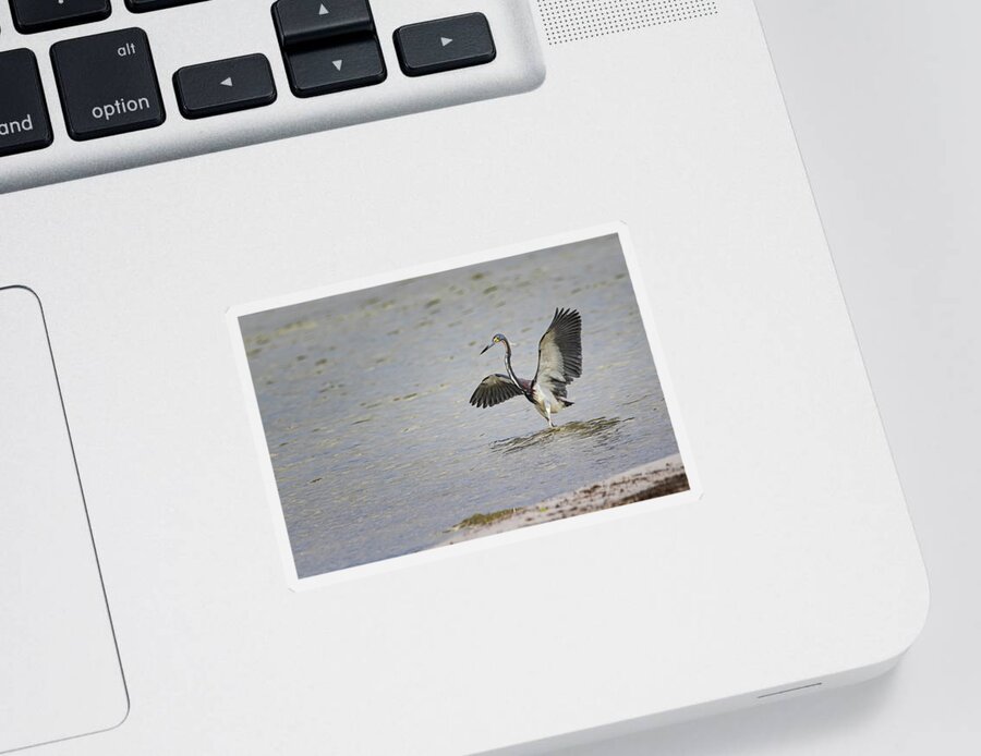 Tricolor Heron Sticker featuring the photograph Tricolor Heron at Cedar Island North Carolina by Bob Decker