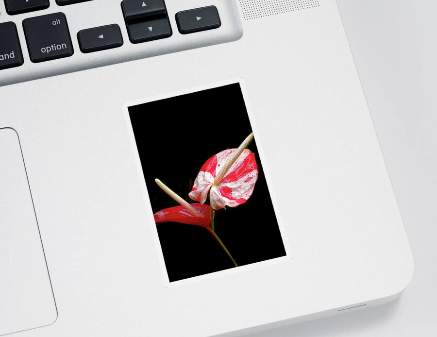 Tropical Elegance Sticker featuring the photograph Tropical Elegance by Heidi Fickinger