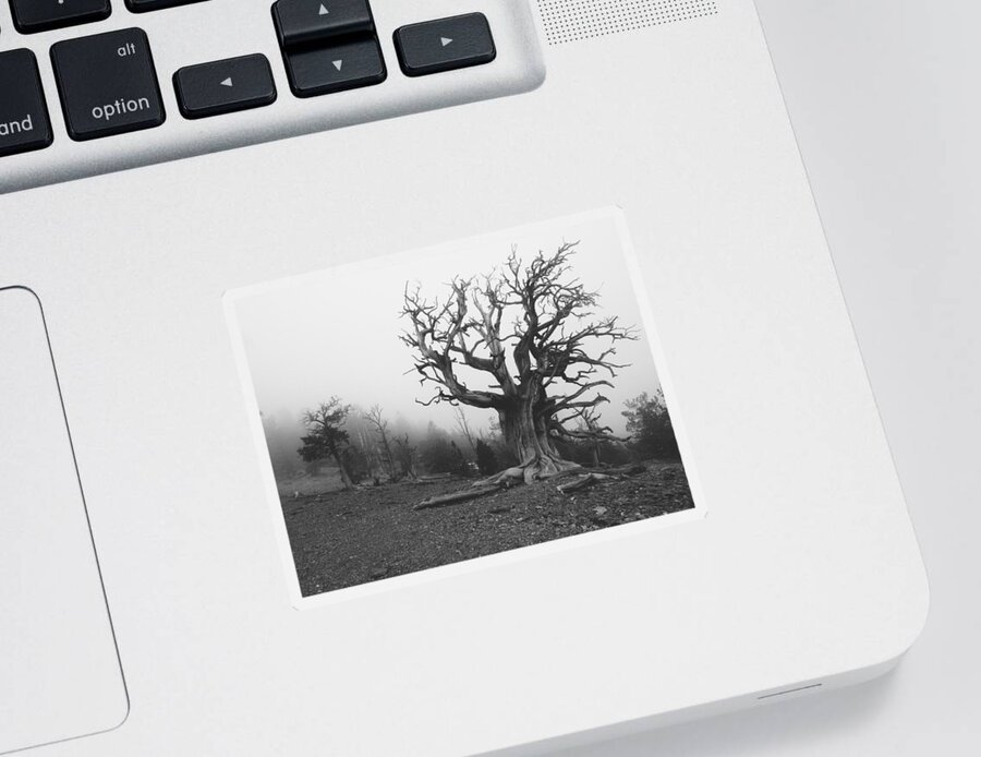 Bristlecone Pine Tree Sticker featuring the photograph Trucker by Mark Ross