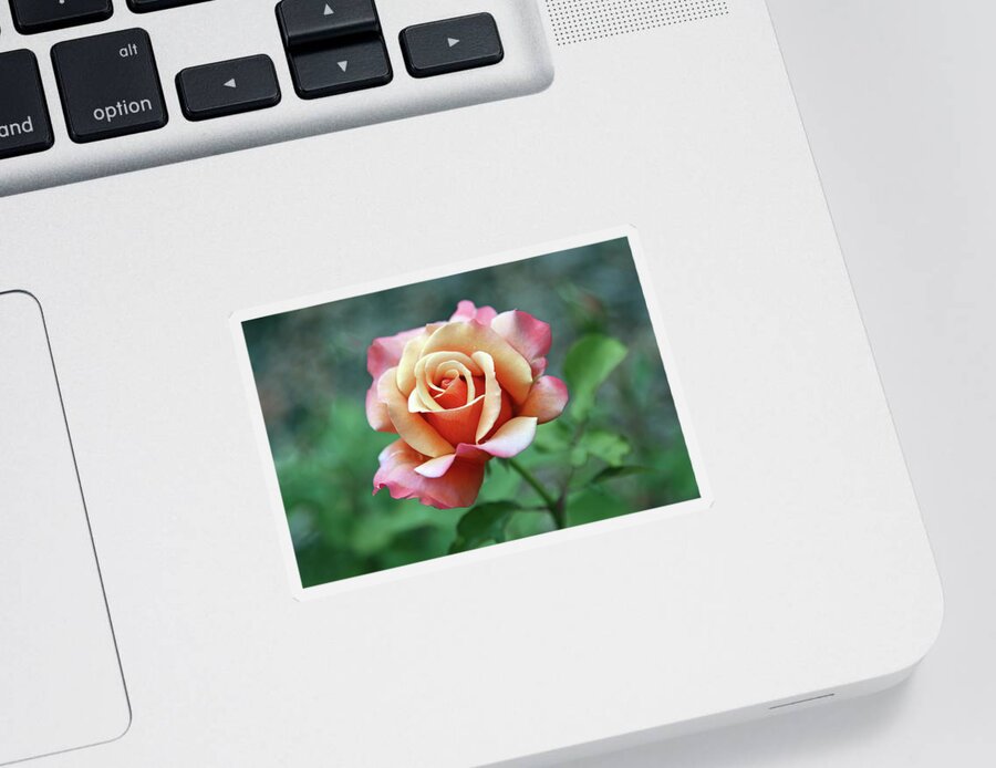 Rose Sticker featuring the photograph True Beauty by Gina Fitzhugh