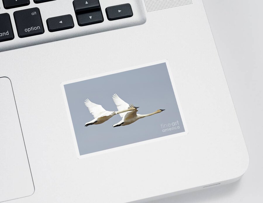 Trumpeter Swan Sticker featuring the photograph Trumpeter Swan Pair Flight by Natural Focal Point Photography