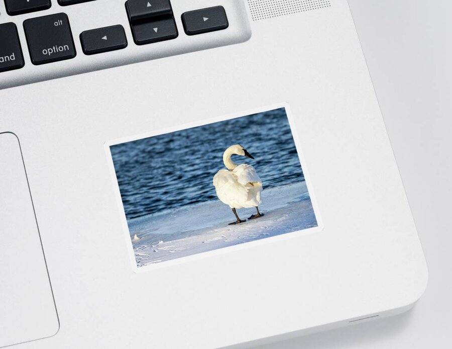 White Sticker featuring the photograph Trumpeter Swan Ruffled Back by Patti Deters