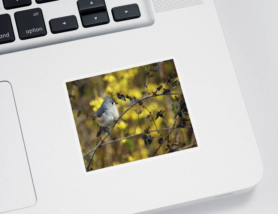 Tufted Titmouse In Abelia Shrub In South Carolina Sticker featuring the photograph Tufted Titmouse In Abelia Shrub In South Carolina by Bellesouth Studio