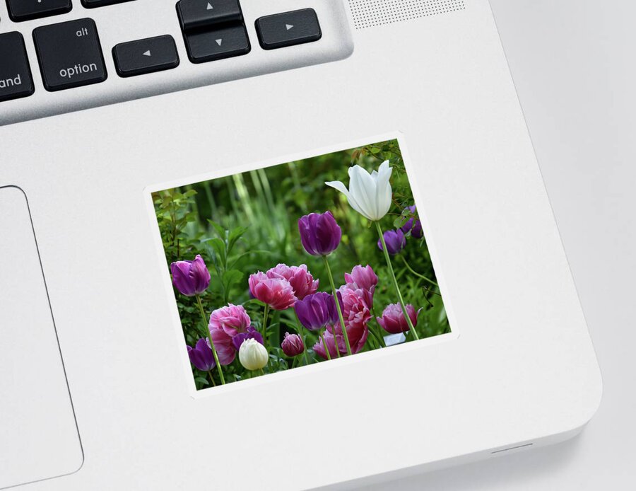 Tulip Fields Sticker featuring the photograph Tulip Garden by Christina McGoran