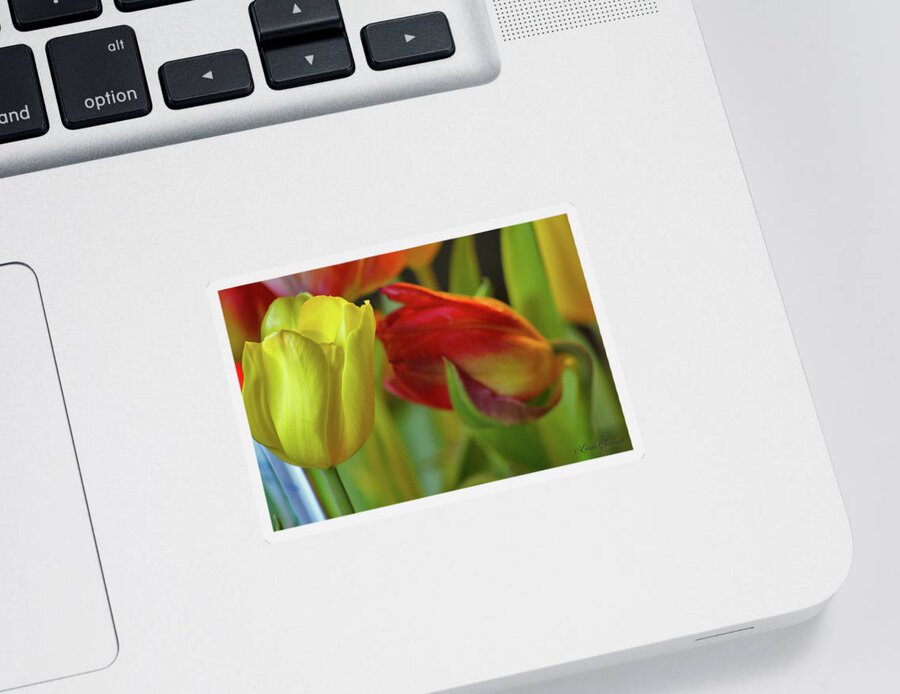 Tulip Touch Sticker featuring the photograph Tulip Touch by Linda Sannuti