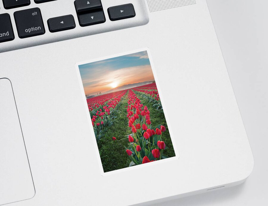 Tulips Sticker featuring the photograph Tulips at Sunrise by Michael Rauwolf