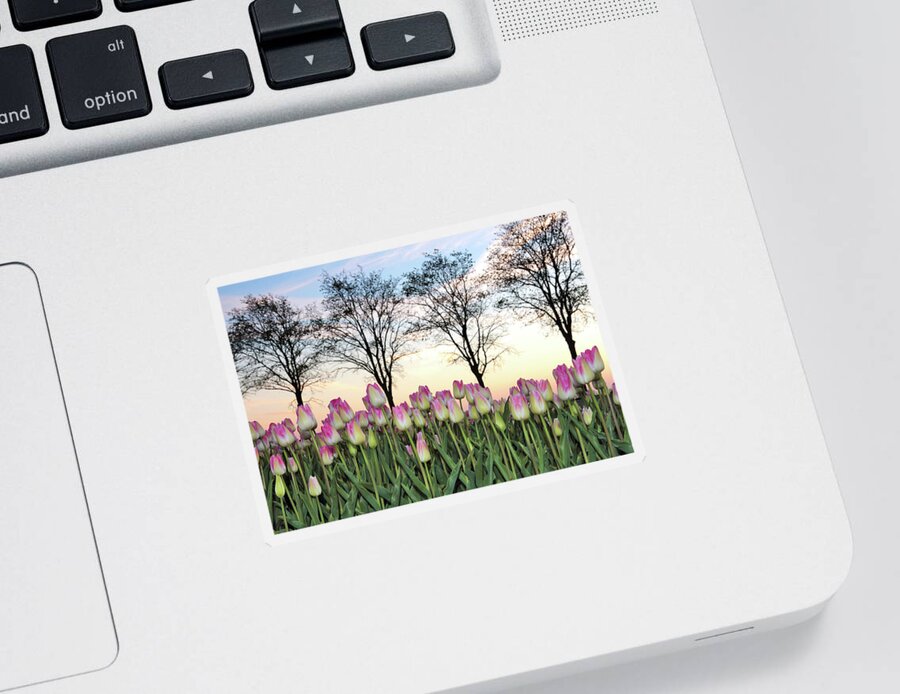 Tulip Sticker featuring the photograph Tulips in a Field by Maria Meester