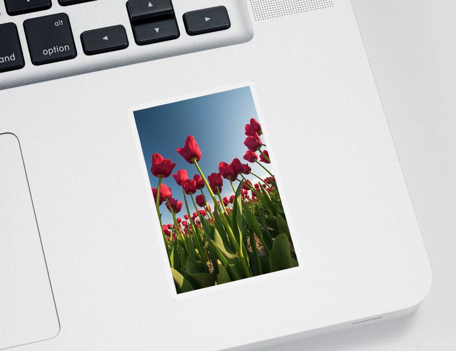 Tulips Sticker featuring the photograph Tulips Looking Up by Michael Rauwolf
