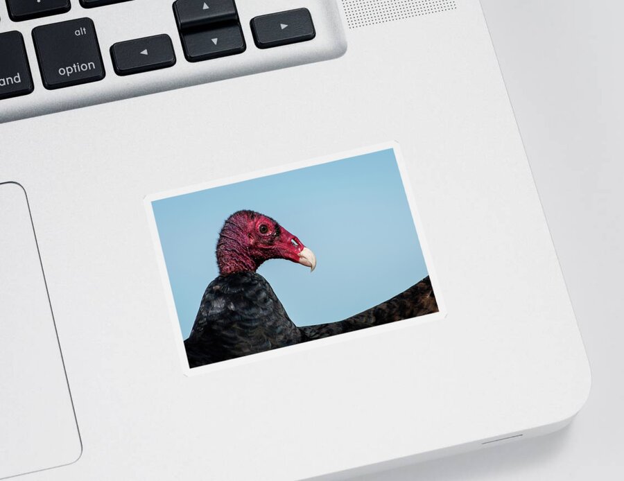 Turkey Vulture Sticker featuring the photograph Turkey Vulture Closeup by Bradford Martin