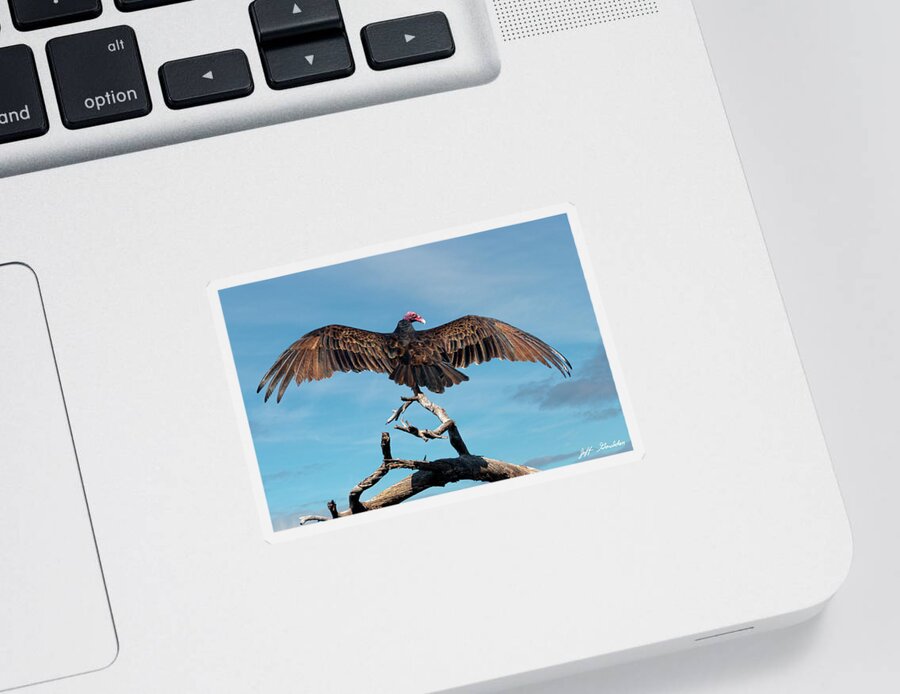 Adult Sticker featuring the photograph Turkey Vulture Perched in a Dead Tree by Jeff Goulden