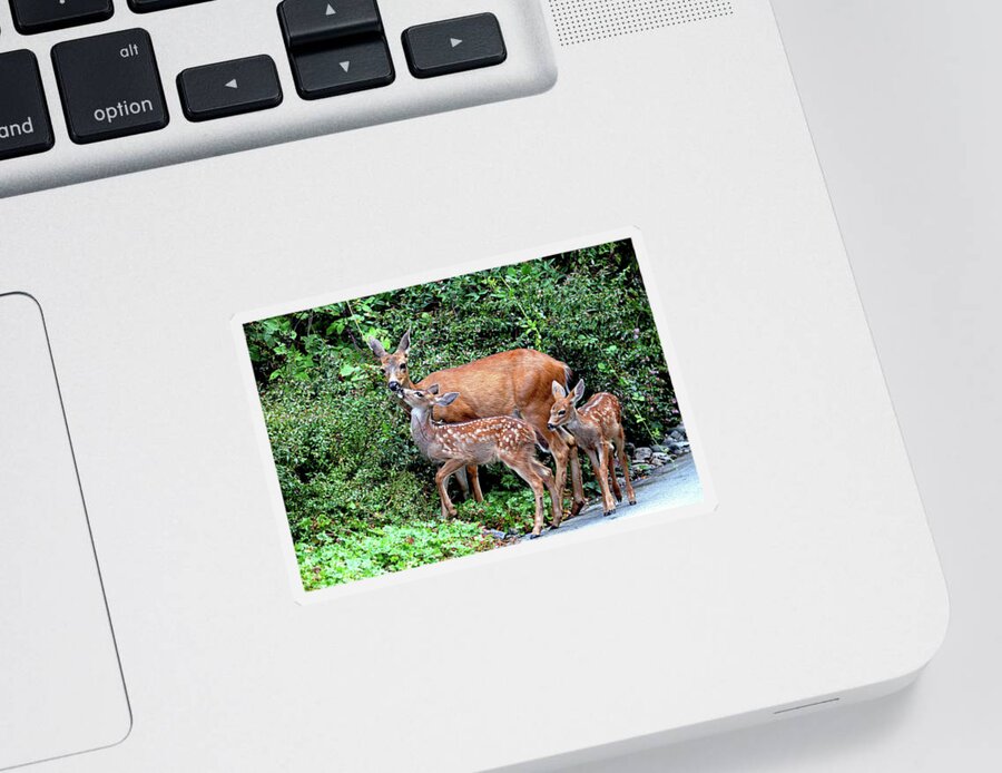 Deer Sticker featuring the photograph Twin Fawns and Mother Deer by Peggy Collins