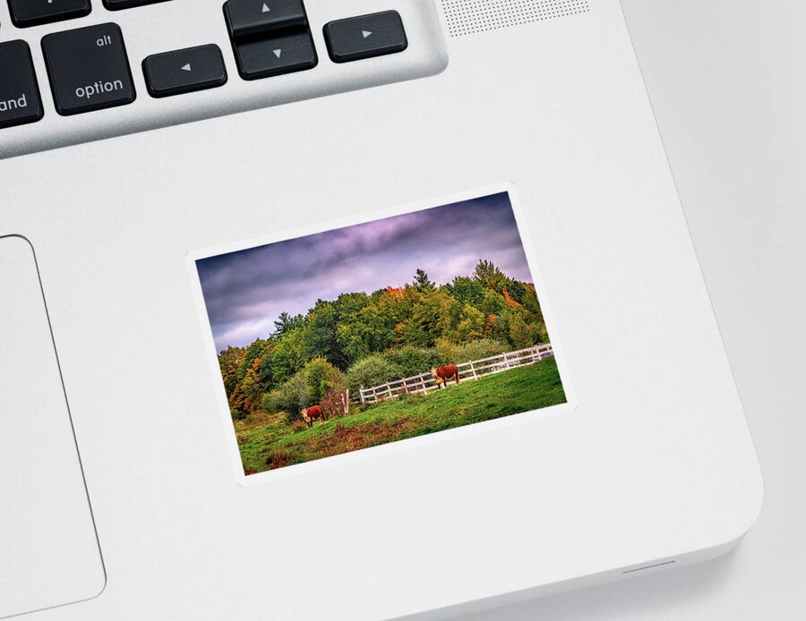 Farm Sticker featuring the photograph Two Cows in farmland by Lilia S