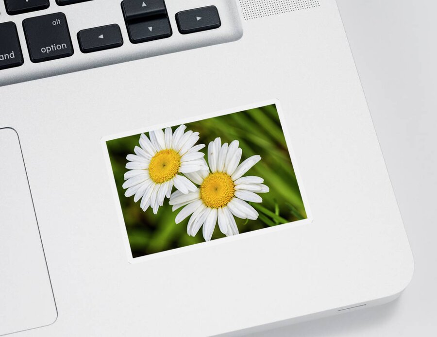 Daisy Sticker featuring the photograph Two Daisies in a North Carolina Forest by Bob Decker