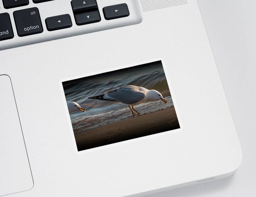 Nature Sticker featuring the photograph Two Gulls on a Lake Michigan Beacg Foraging for Food by Randall Nyhof