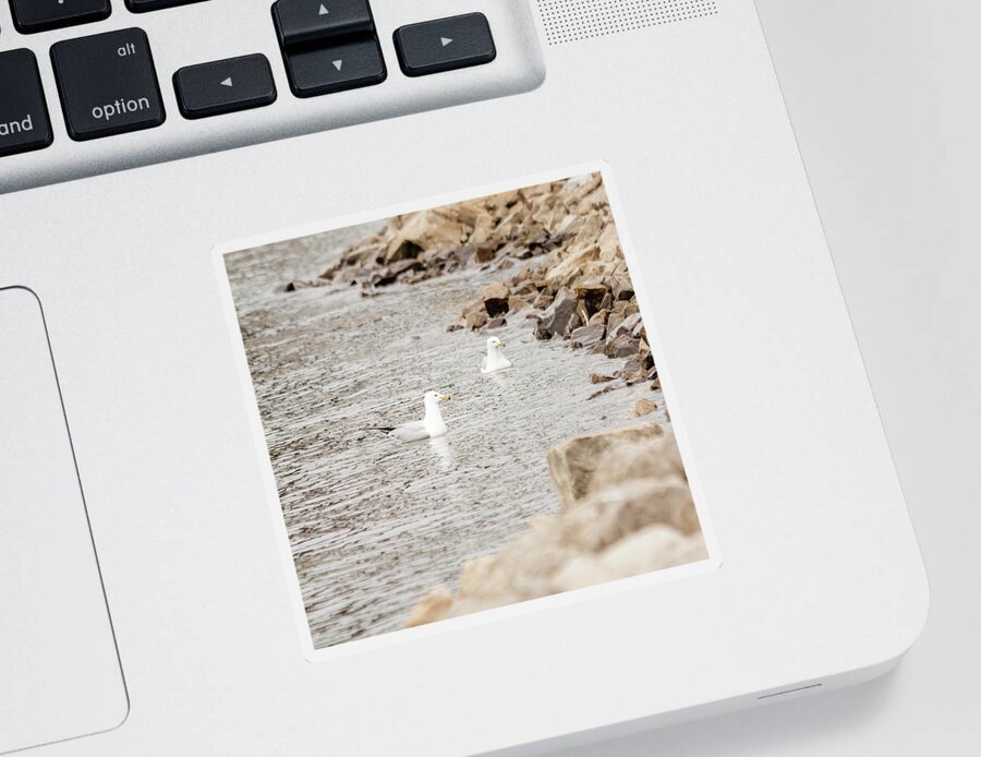Larus Delawarensis Sticker featuring the photograph Two gulls on the water by SAURAVphoto Online Store