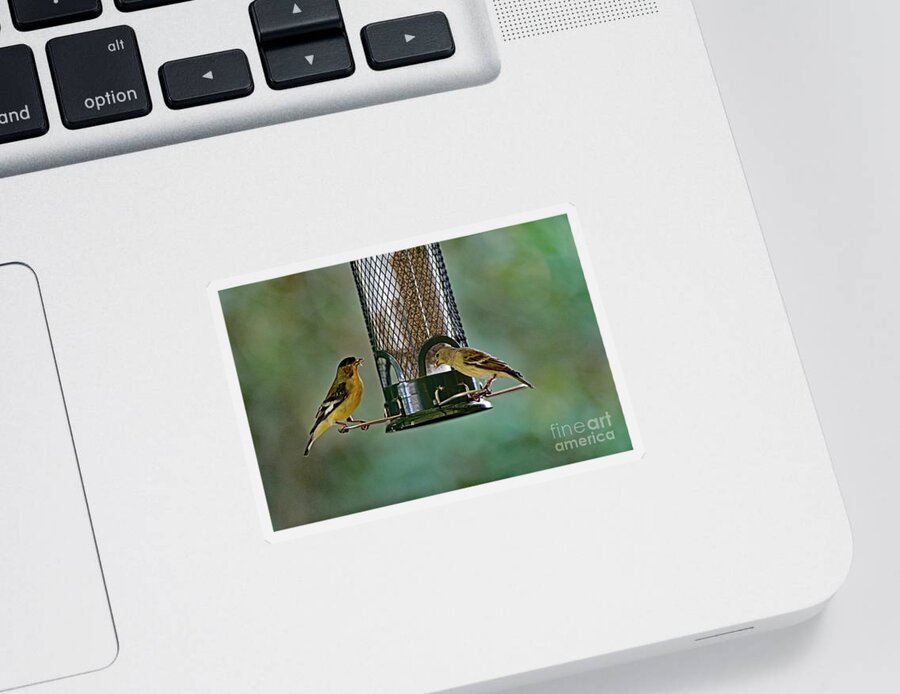 Lesser Goldfinch Sticker featuring the photograph Two Lesser Goldfinch at Feeder by Amazing Action Photo Video
