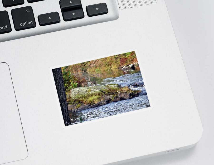 Landscape Sticker featuring the photograph Two Deer_Vermillion River by Rick Hansen