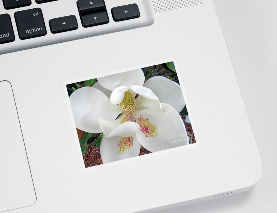 Magnolia Sticker featuring the photograph Unfolding Beauty of Magnolia by Roberta Byram