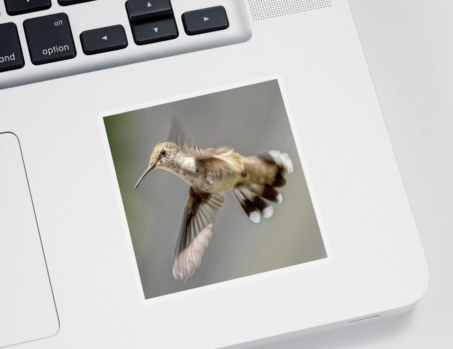 Hummingbird Sticker featuring the photograph Untitled_hu by Paul Vitko