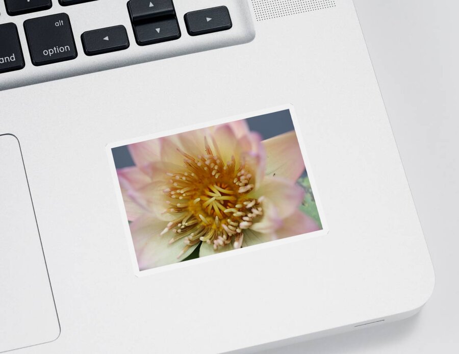 Water Lily Sticker featuring the photograph Intricate and Vibrant by Mingming Jiang