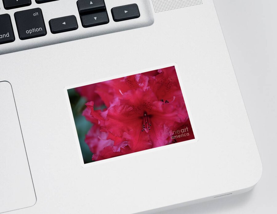 Rhododendron Sticker featuring the photograph Vibrant Red Rhododendron by Nancy Gleason