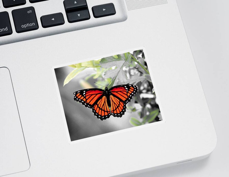 Viceroy Sticker featuring the photograph Viceroy Butterfly by Christopher Reed