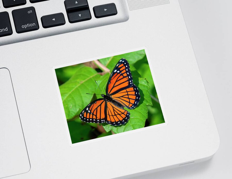 Butterfly Sticker featuring the photograph Viceroy Butterfly DIN0368 by Gerry Gantt