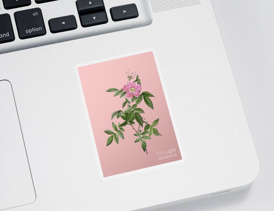 Holyrockarts Sticker featuring the mixed media Vintage Pink Boursault Rose Botanical Illustration on Pink by Holy Rock Design