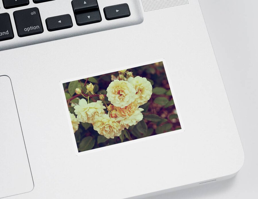 Rose Sticker featuring the photograph Vintage Roses by Tanya C Smith