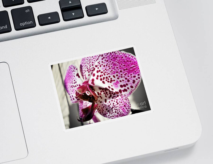 Orchid Sticker featuring the photograph Violet beauty by Ramona Matei