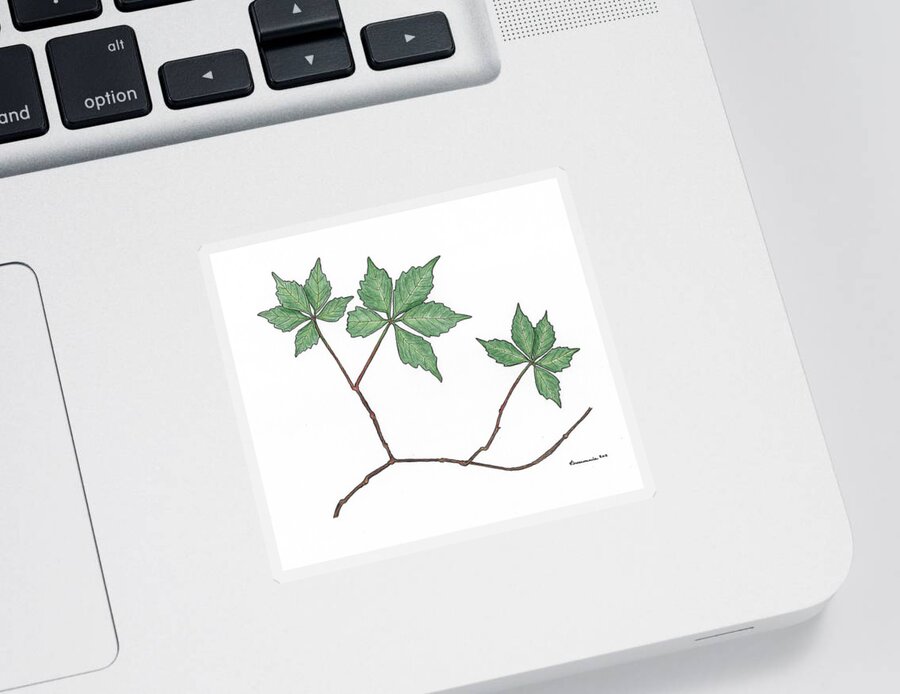 Botanical Sticker featuring the drawing Virginia Creeper by Teresamarie Yawn