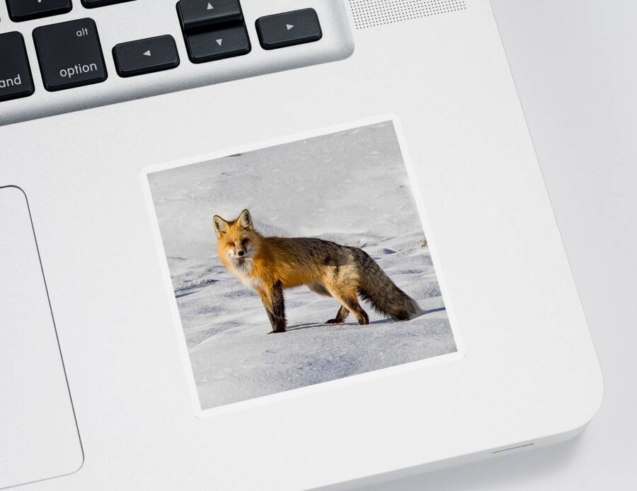 Fox Sticker featuring the photograph Vixen by Carolyn Mickulas