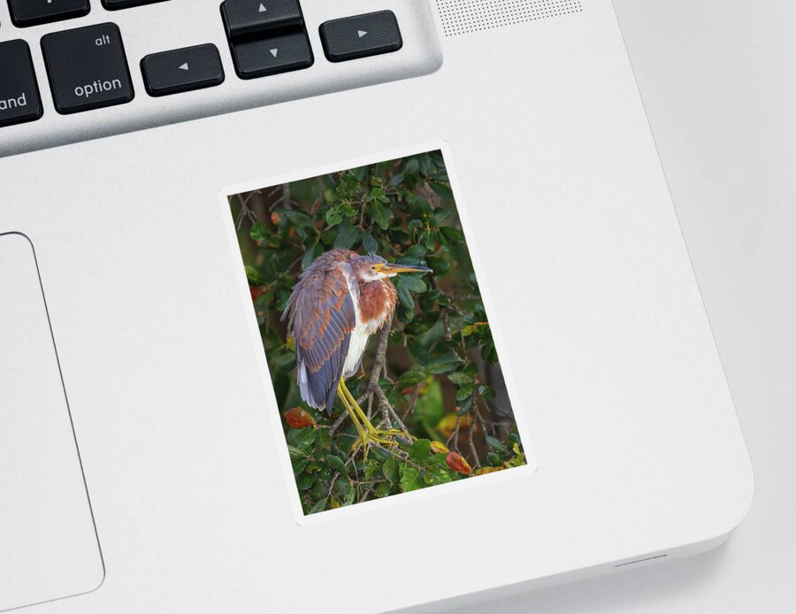 Tricolored Heron Sticker featuring the photograph Wakodahatchee Wetlands Tricolored Heron by Juergen Roth