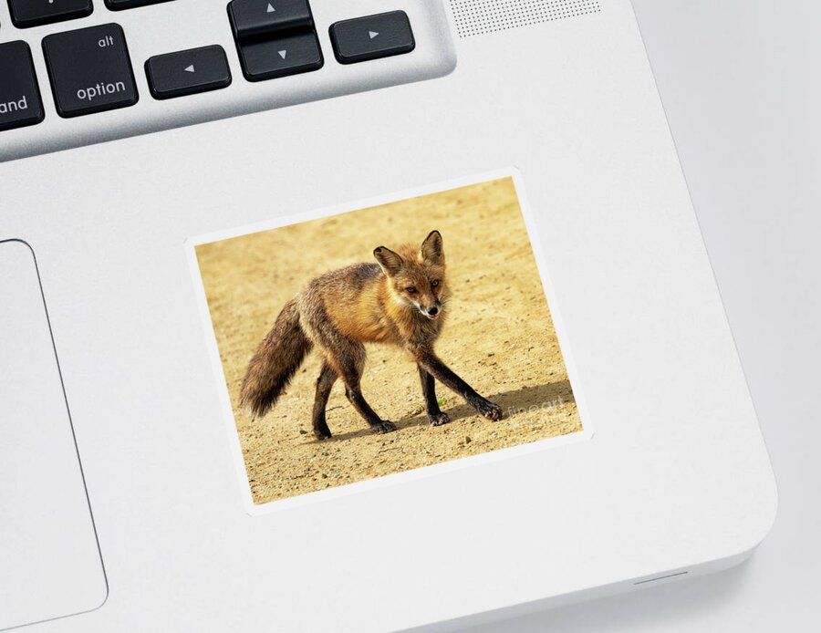 Great Falls Sticker featuring the photograph Wandering fox by Izet Kapetanovic
