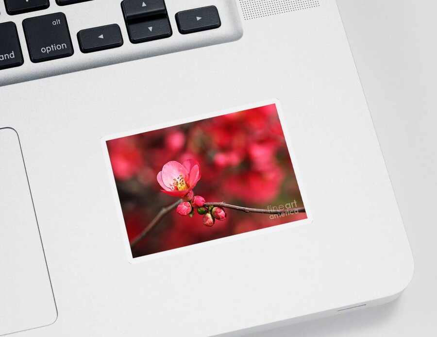 Flowering Quince Sticker featuring the photograph Warmth Of Flowering Quince by Joy Watson
