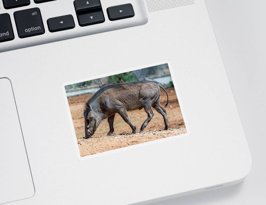  Sticker featuring the photograph Warthog by Al Judge