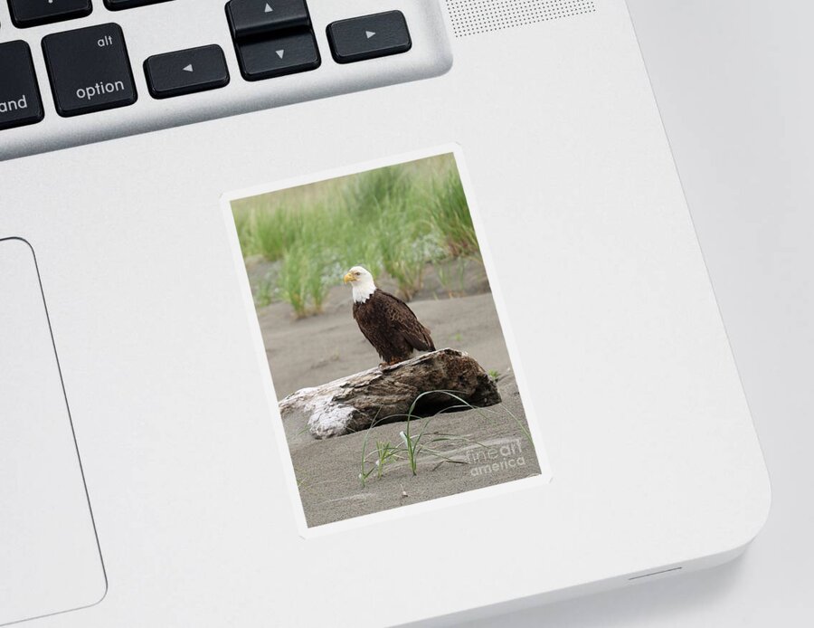 Bald Eagle Sticker featuring the photograph Washington Beach Bald Eagle by Carol Groenen