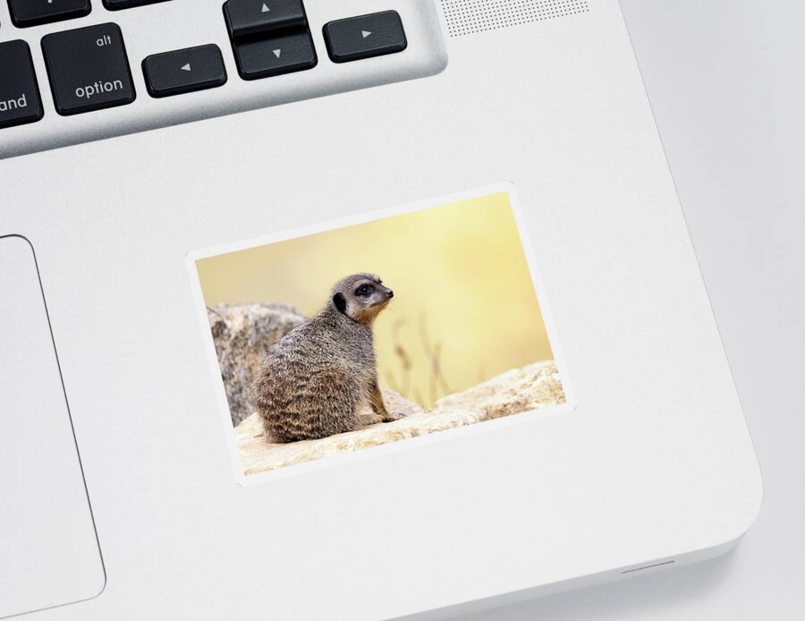 Meerkat Sticker featuring the photograph Watchful meerkat keeps a lookout. by Jane Rix