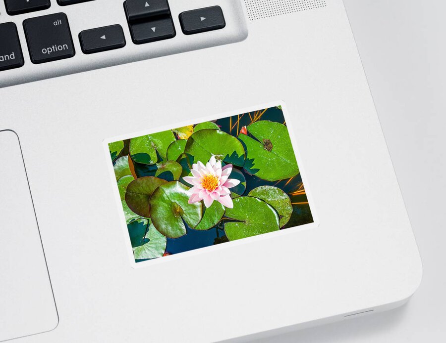 Liguria Di Ponente Sticker featuring the photograph PINK LOTUS Water Flowers - Fiori sull'acqua by Enrico Pelos