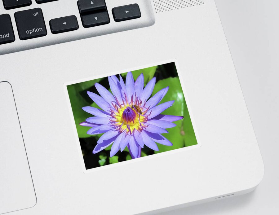 Flower Sticker featuring the photograph Water Lilies 27 by Dawn Eshelman