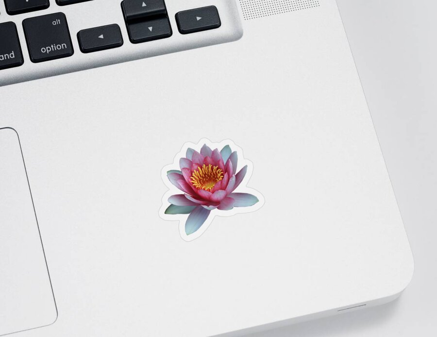 Flower Sticker featuring the photograph Water Lily 2 by Tony Baca