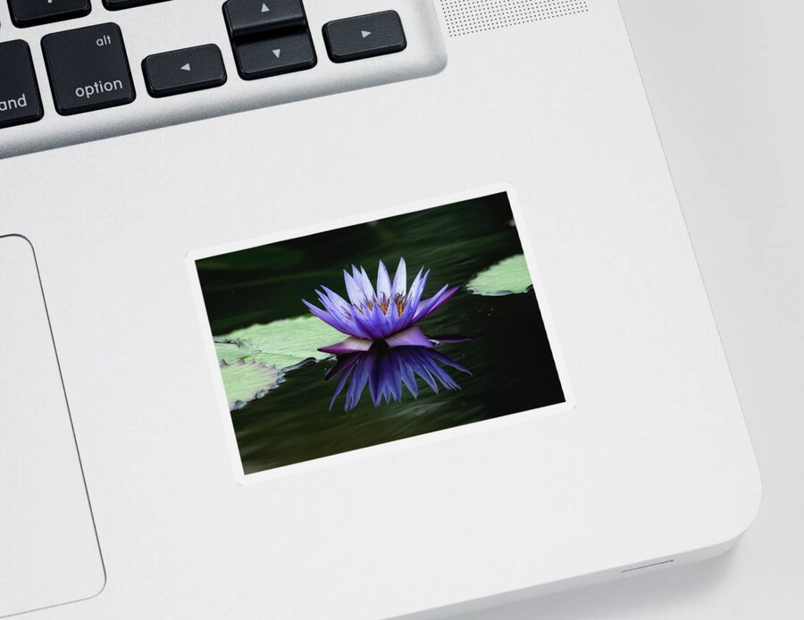 Flower Sticker featuring the photograph Water Lily by Doug Wittrock