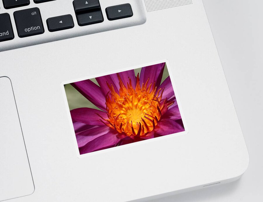 Water Lily Sticker featuring the photograph Water Lily on Fire by Mingming Jiang