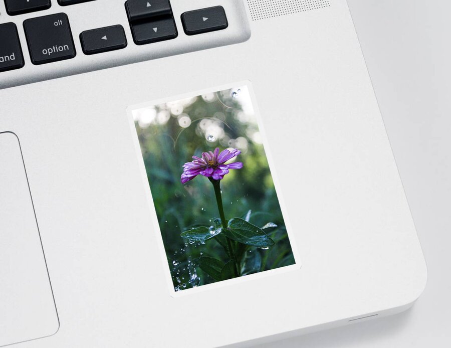 Waterdrops Sticker featuring the photograph Waterdrops and a Pink Common Zinnia by W Craig Photography
